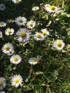 Natuur in Halle