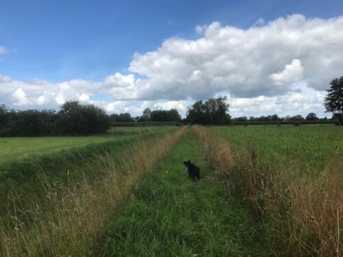 Omgeving Halle 