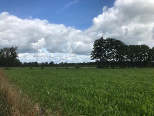 Omgeving Halle 