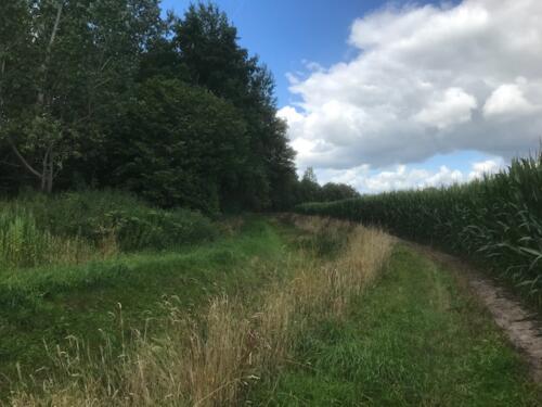 Omgeving Halle 