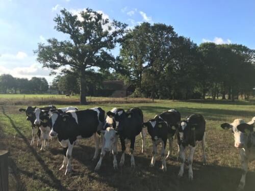 Koeien in de omgeving